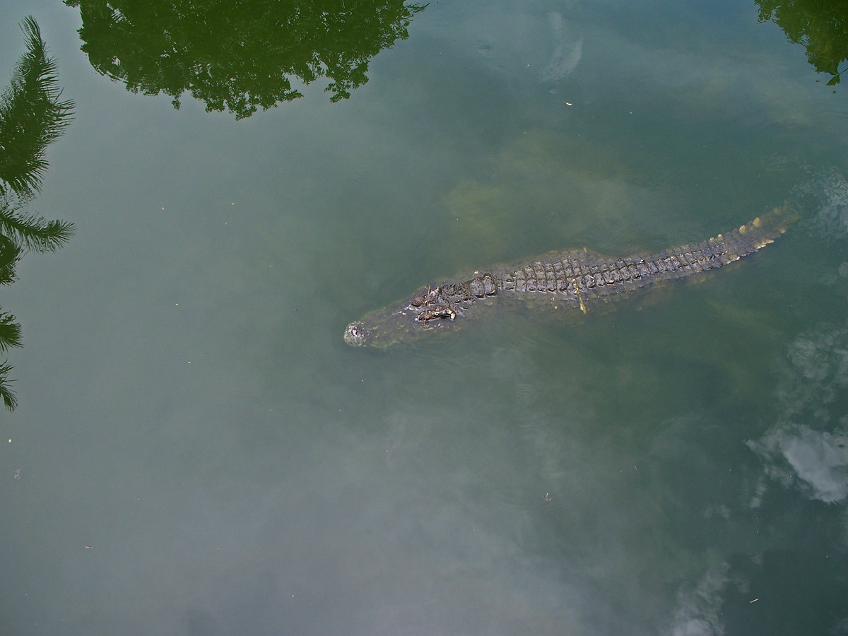 动物园里的陆生动物