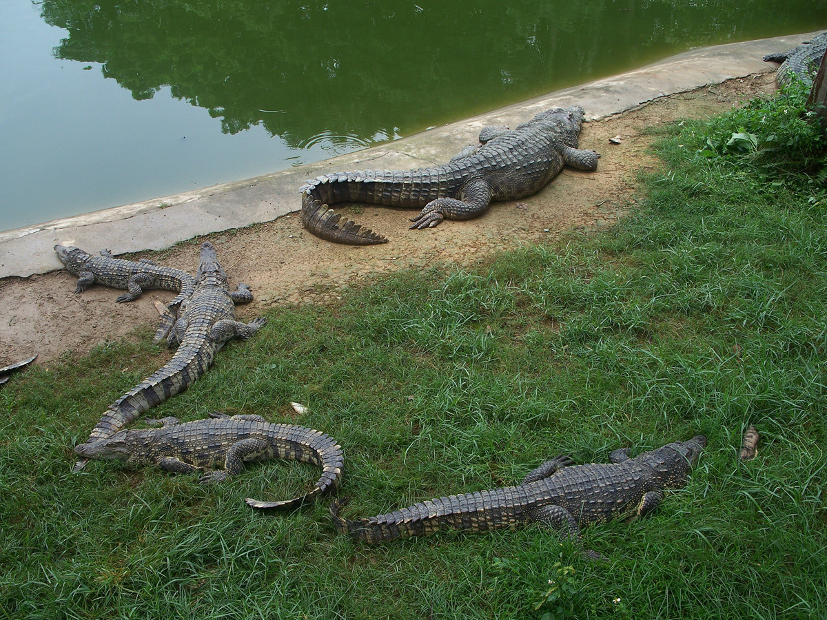 动物园里的陆生动物