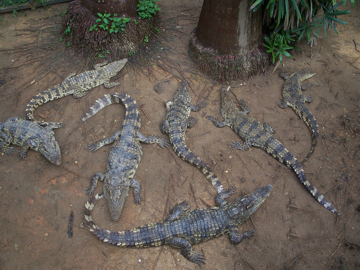 动物园里的陆生动物