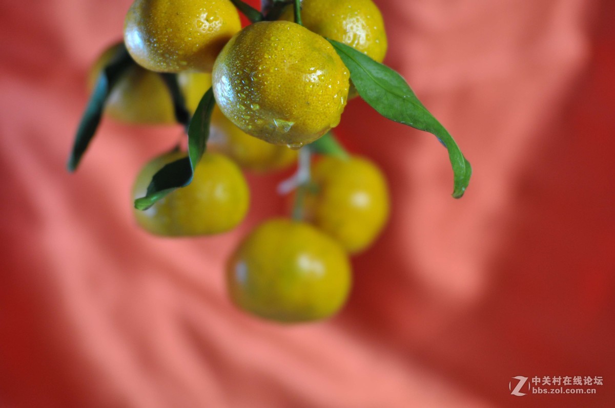 小钢炮与小纸炮之争