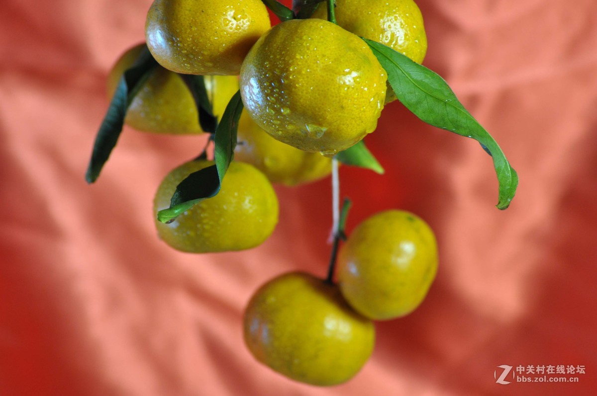 小钢炮与小纸炮之争