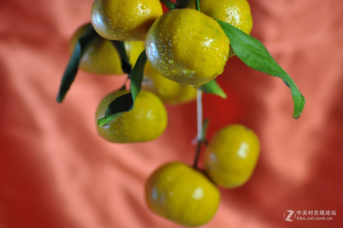 小钢炮与小纸炮之争