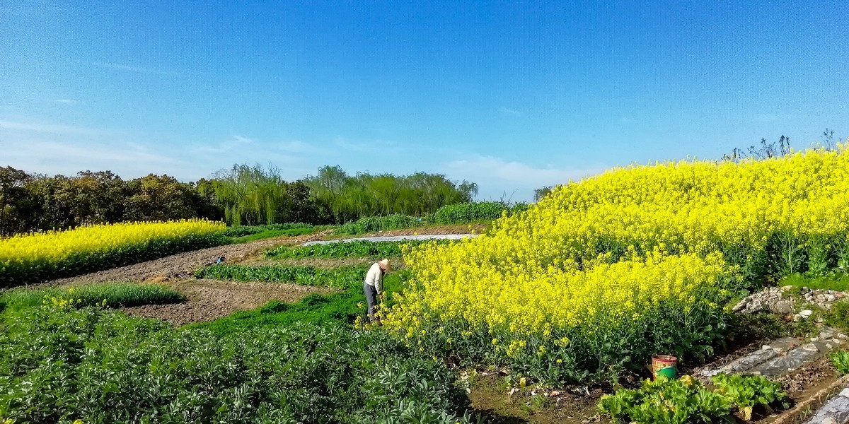 農村田間油菜地隨拍手機189模式