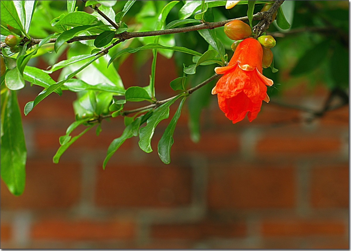 石榴花