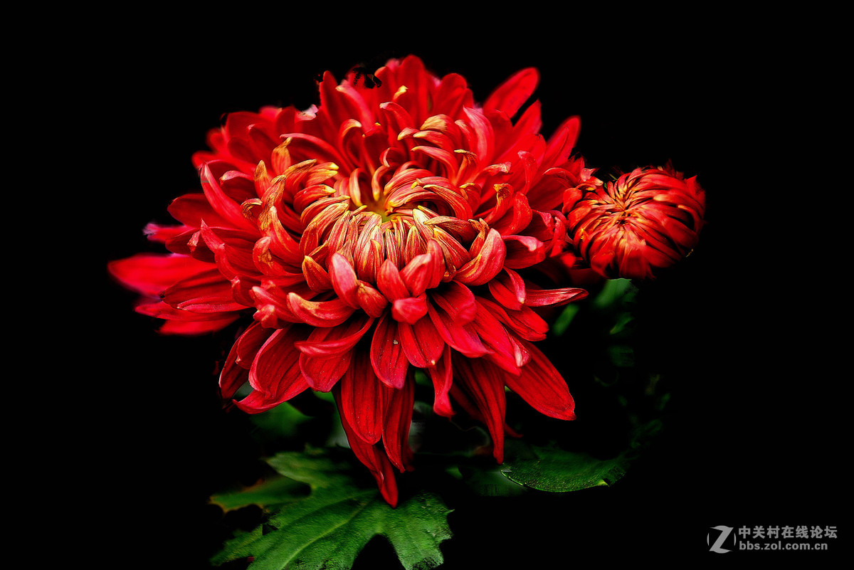 红菊花的样子图片