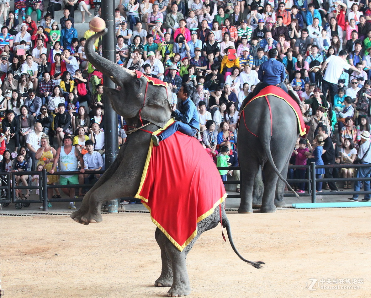 泰国芭堤雅东芭乐园的大象表演