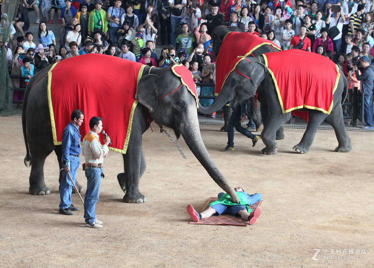 泰国芭堤雅东芭乐园的大象表演