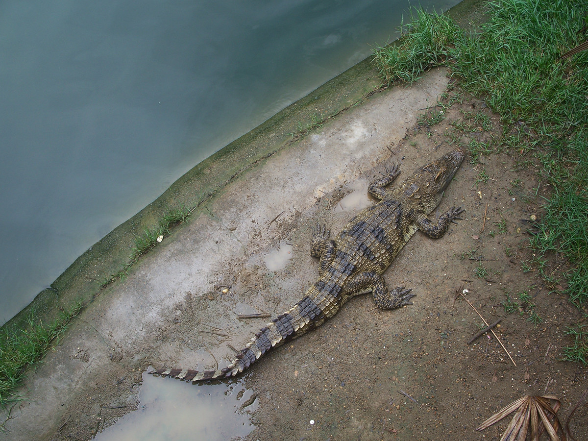 动物园里的陆生动物