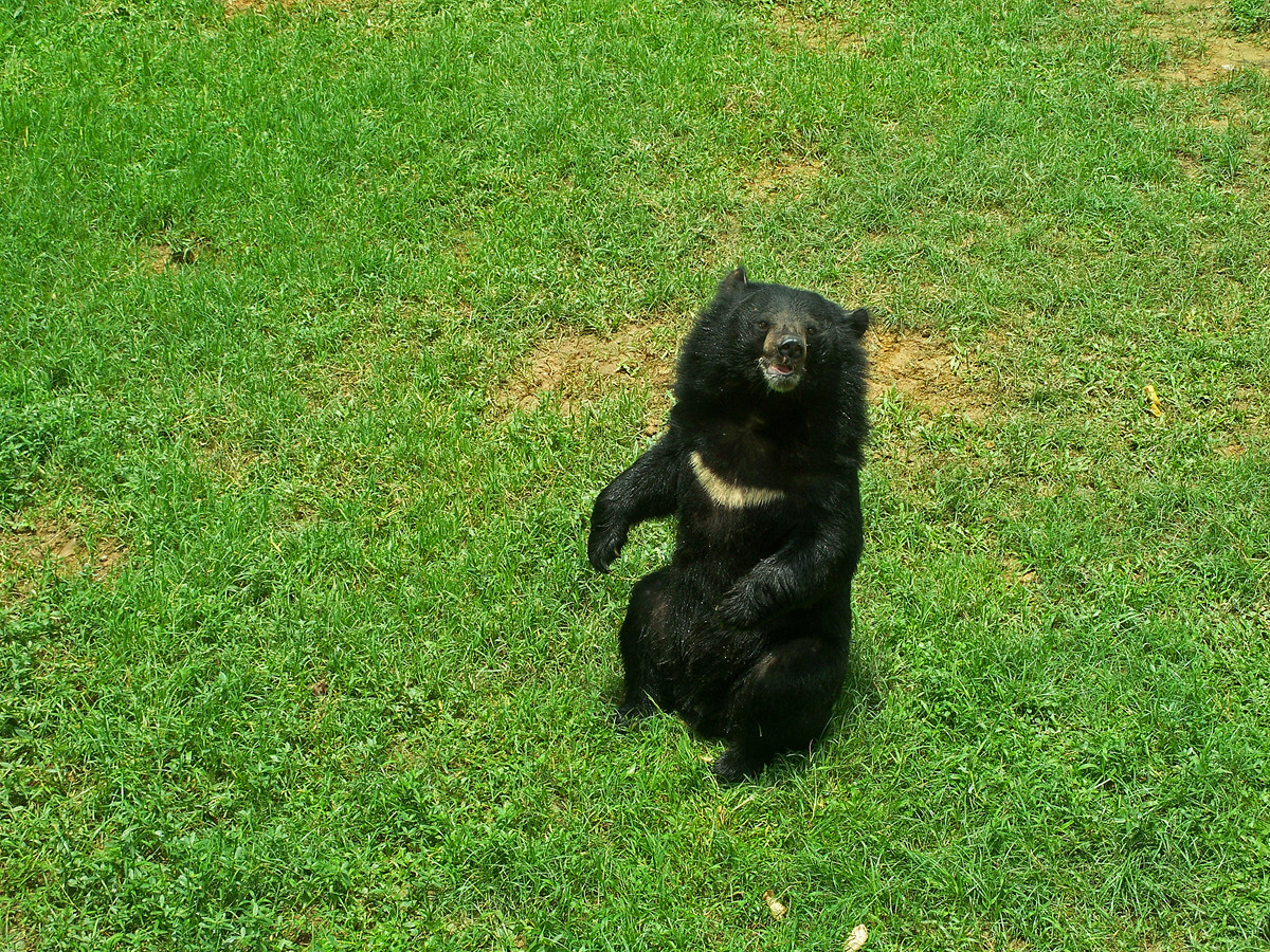 动物园里的陆生动物