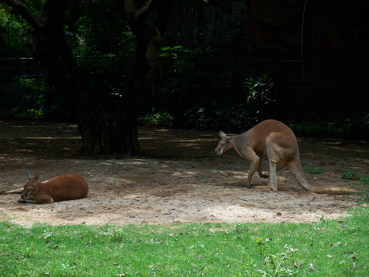 动物园里的陆生动物
