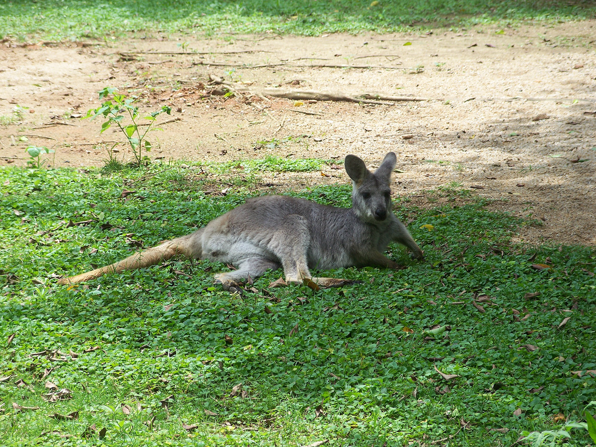 动物园里的陆生动物