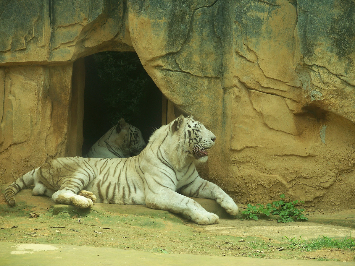 动物园里的陆生动物
