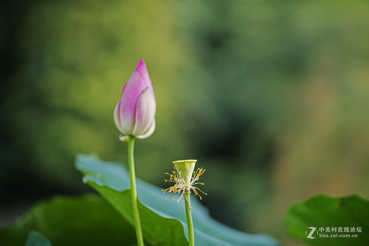 一花一世界一葉一菩提