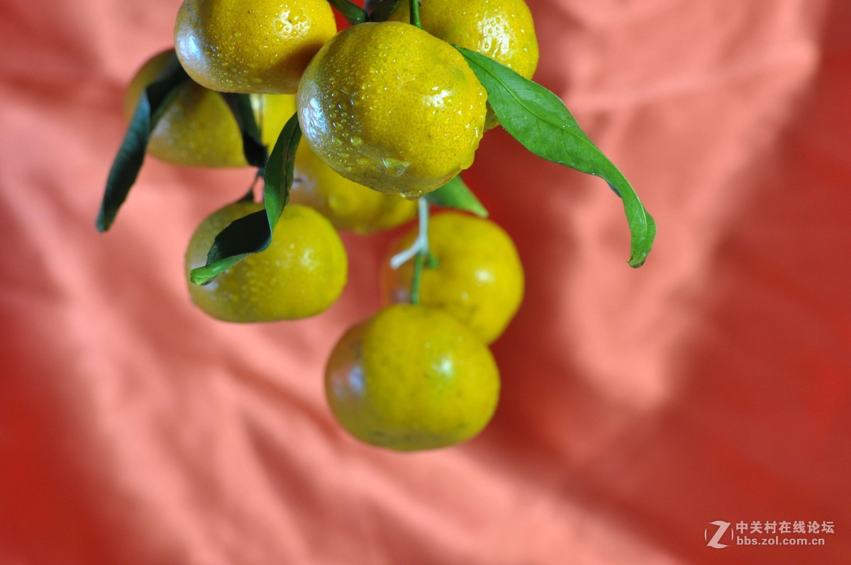 小钢炮与小纸炮之争