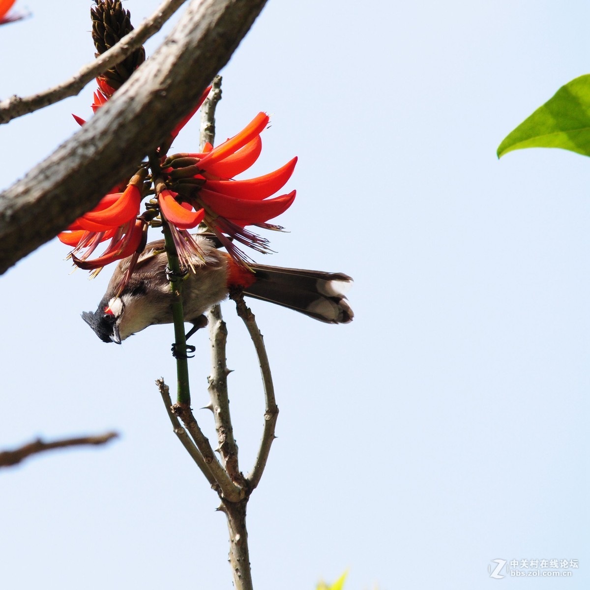 刺桐花