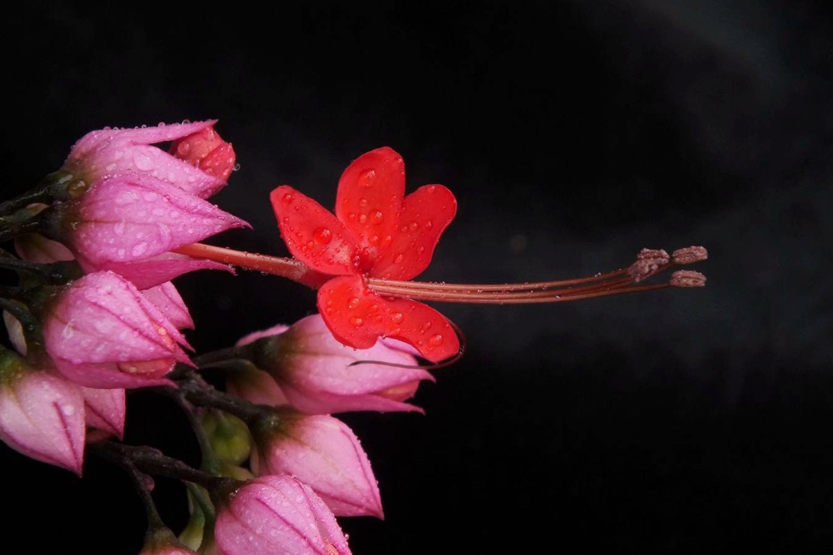 龙吐珠