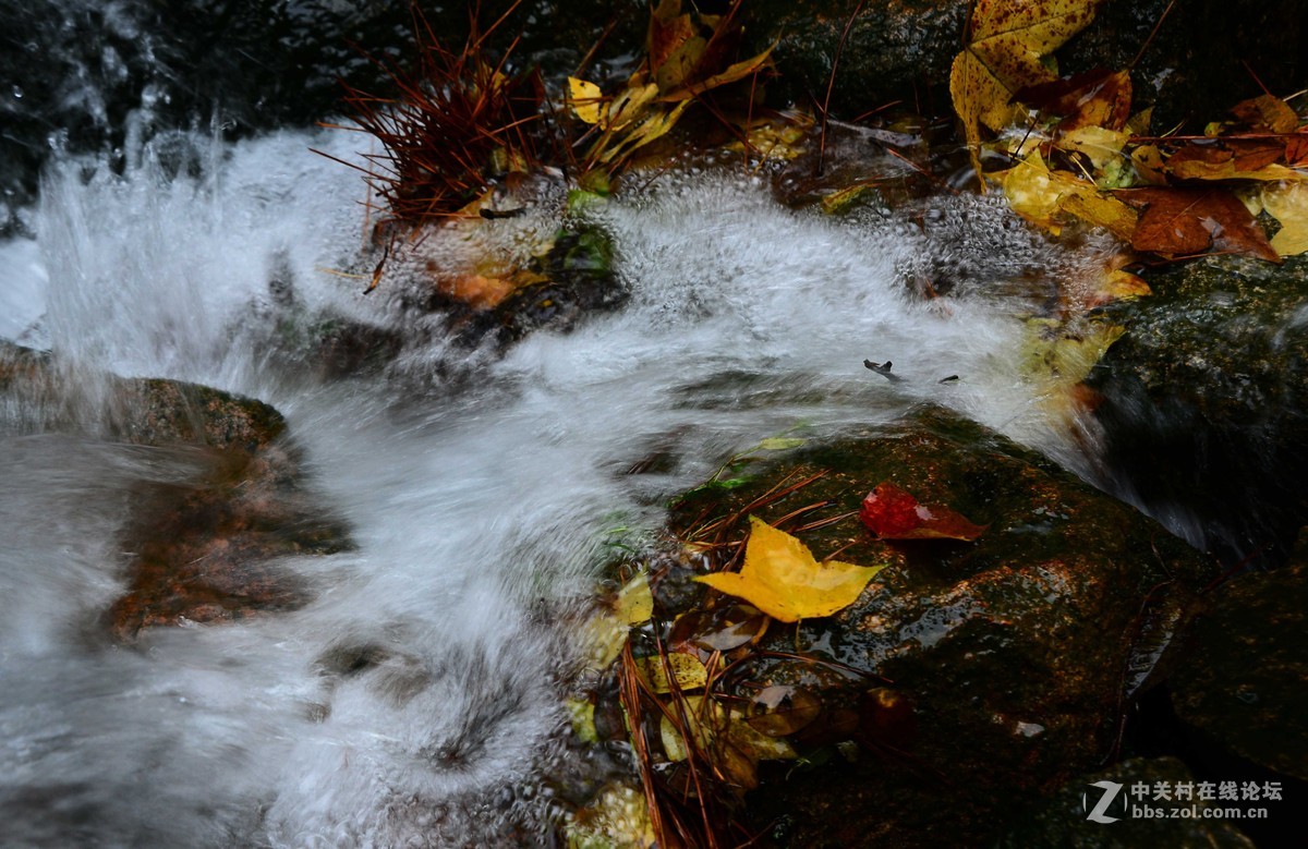 太平山的枫叶红了