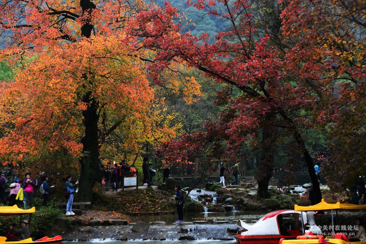 太平山的枫叶红了
