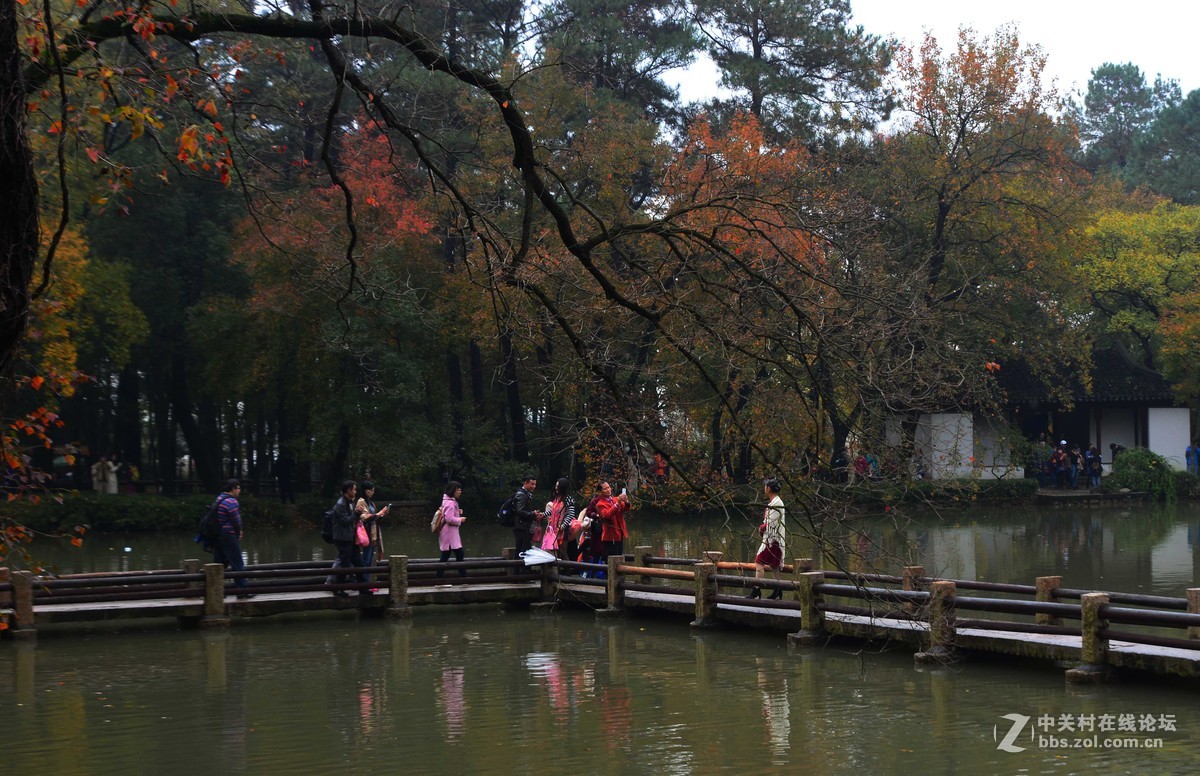 太平山的枫叶红了