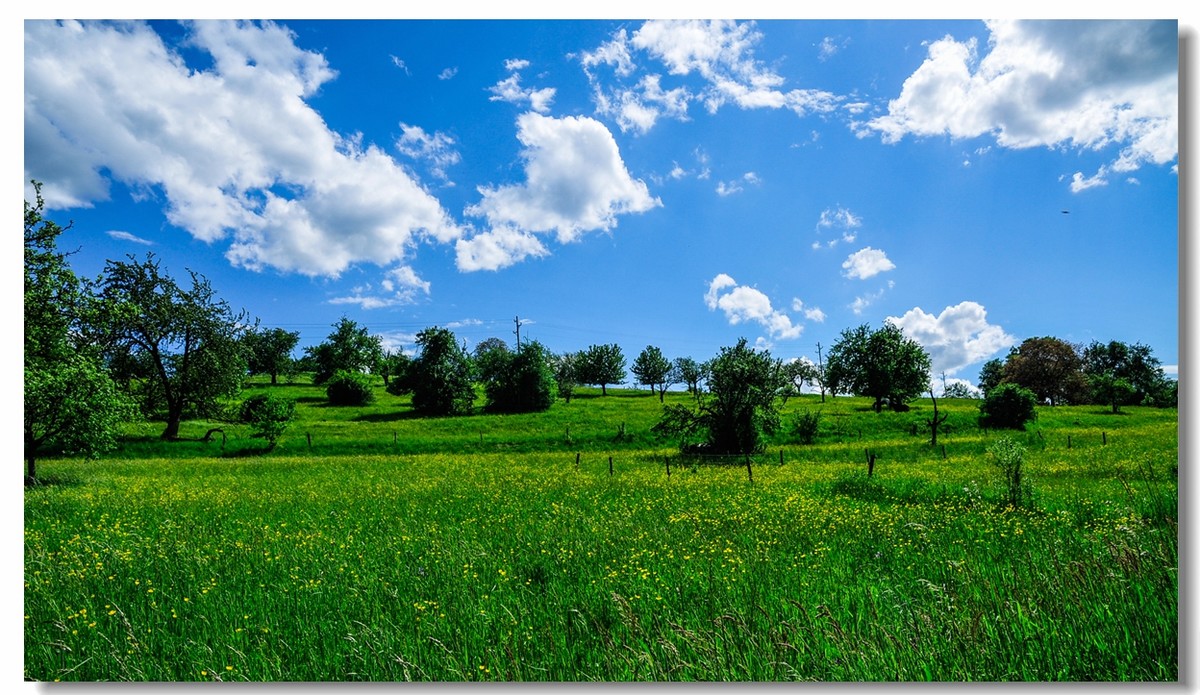 蓝天白云绿草青青串门看看好友及版主还好吗