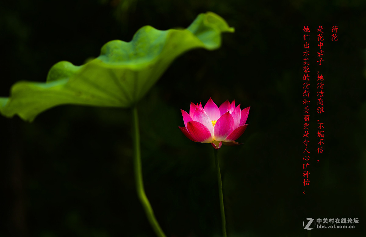 夏荷