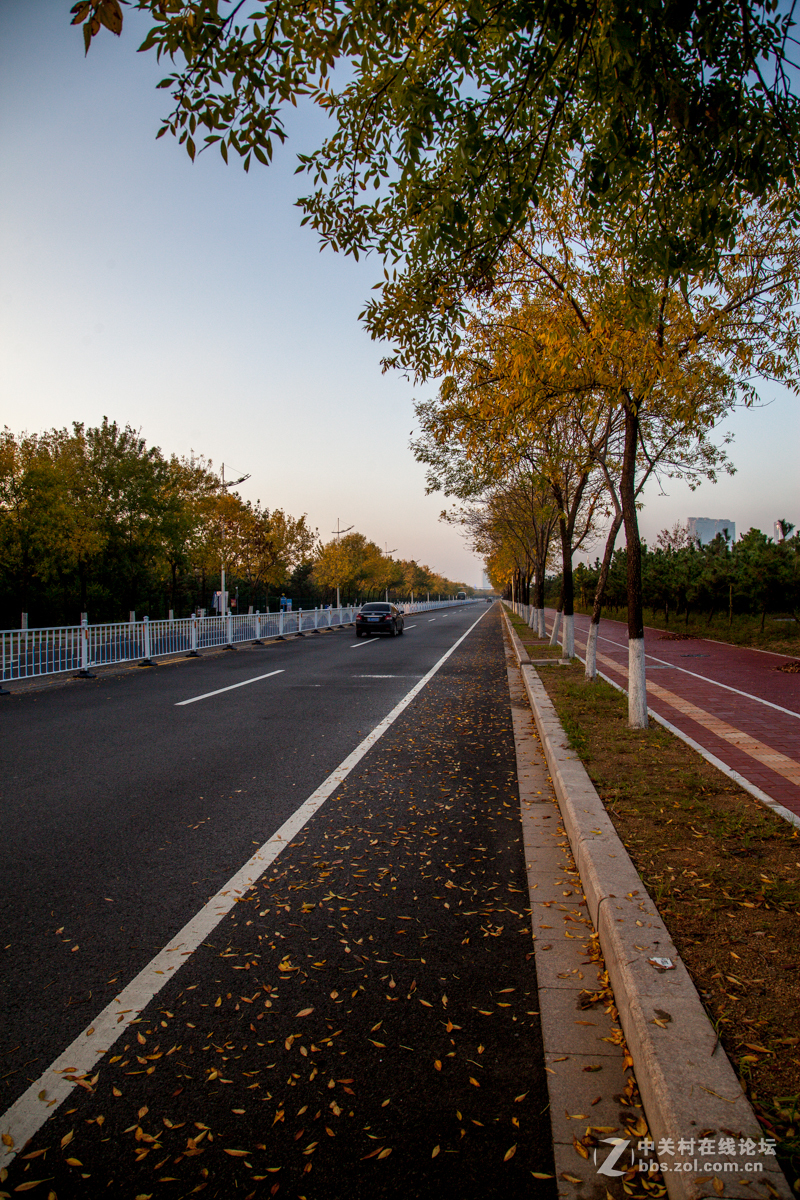 碧海路的白蜡树黄了