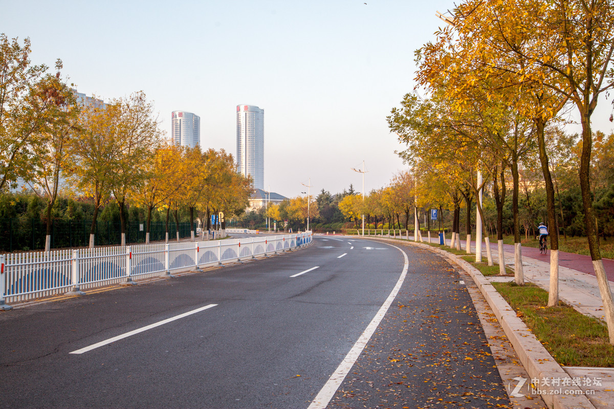 碧海路的白蜡树黄了