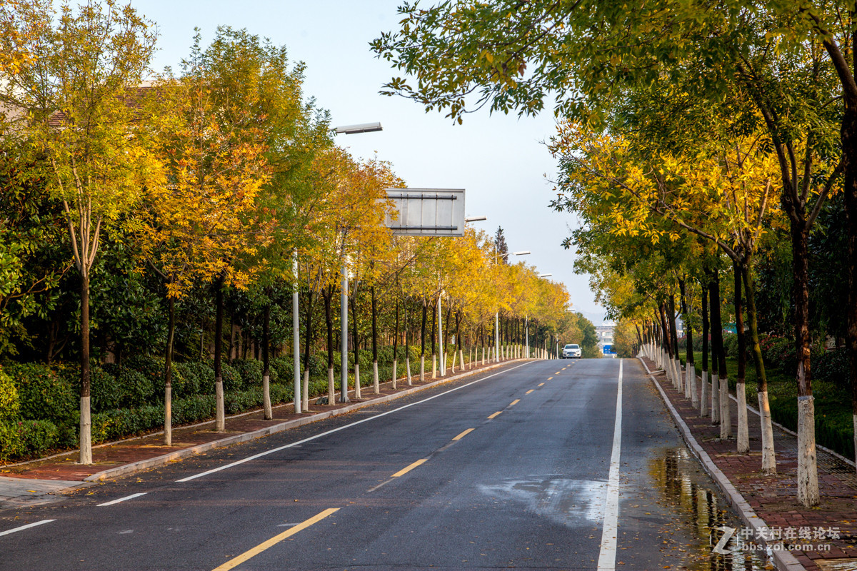 碧海路的白蜡树黄了