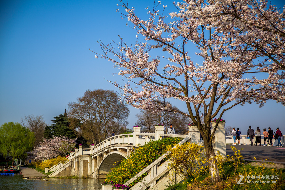 樱来樱往花依旧，岁去岁增情更浓