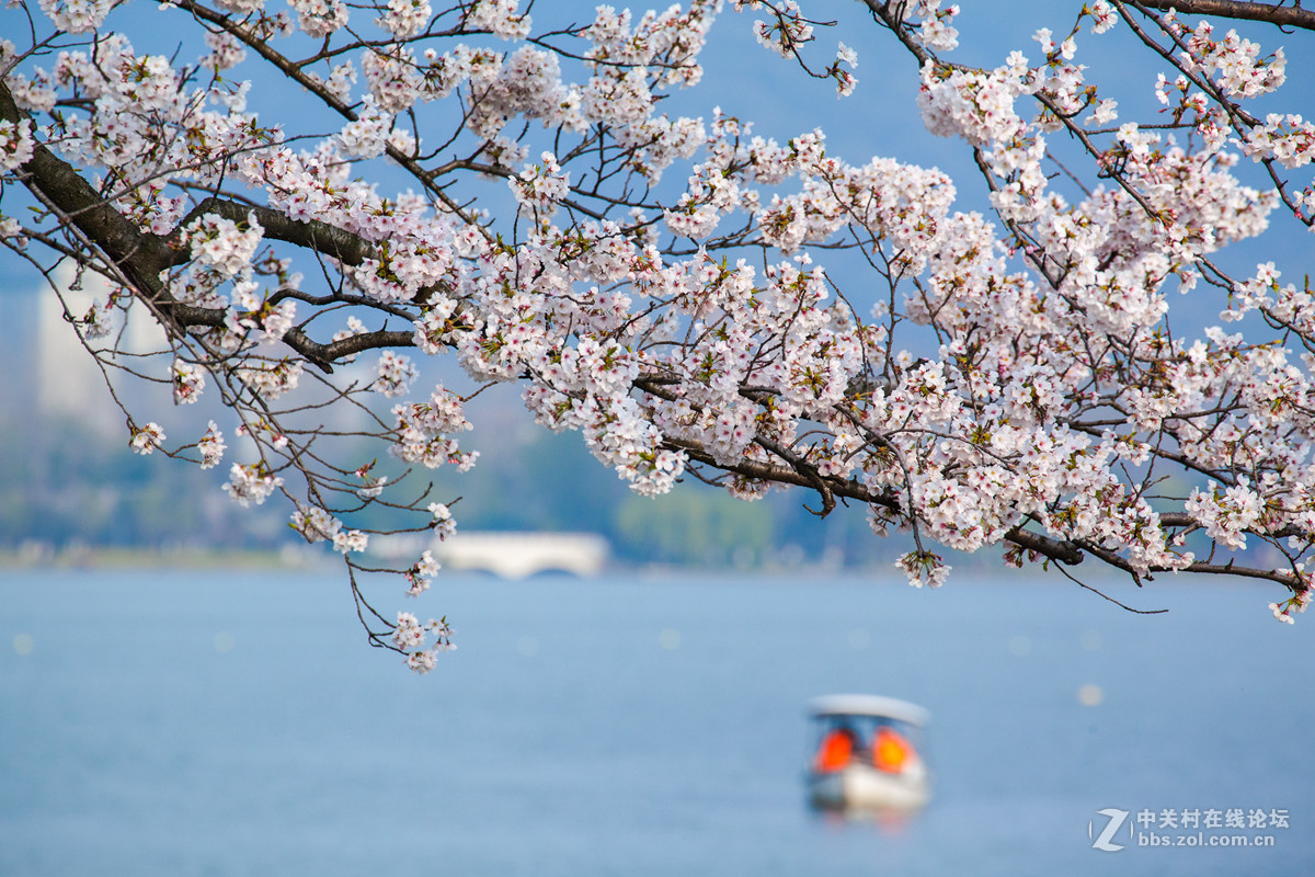 樱来樱往花依旧，岁去岁增情更浓