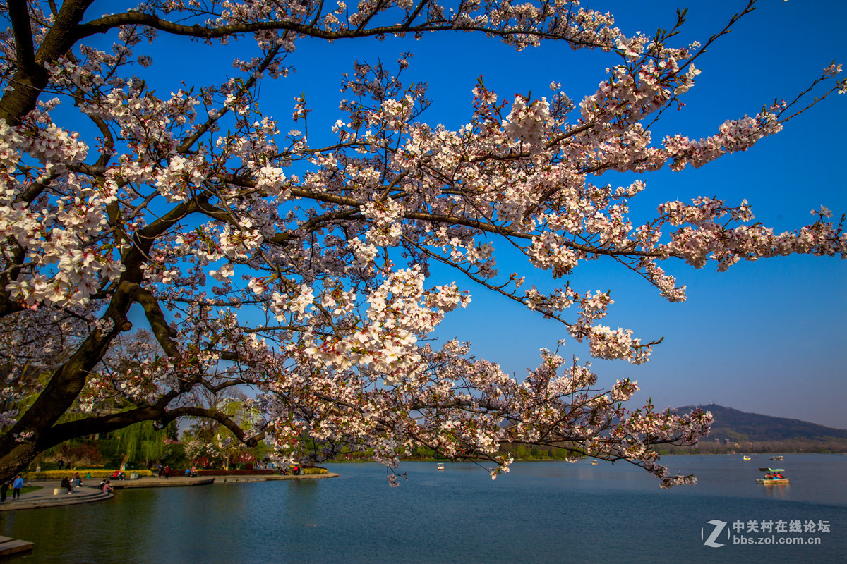 樱来樱往花依旧，岁去岁增情更浓
