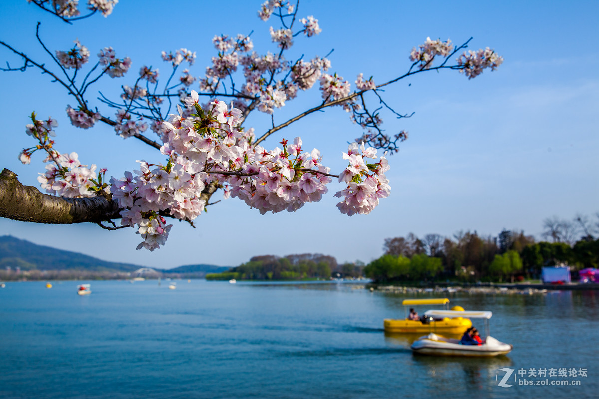 樱来樱往花依旧，岁去岁增情更浓