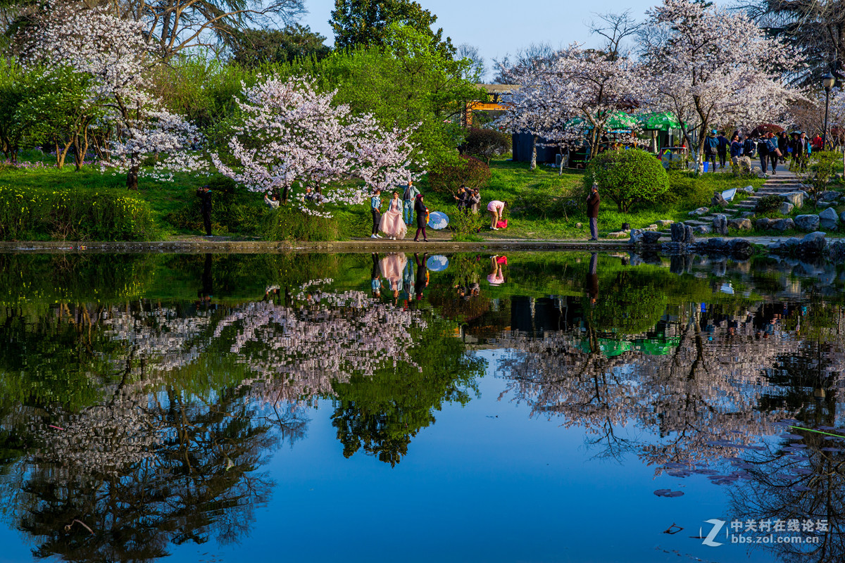 樱来樱往花依旧，岁去岁增情更浓