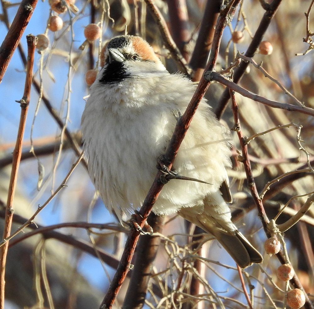 春节期间引领北京朋友在塔里木河与车尔臣河下游的生态猎奇（一）