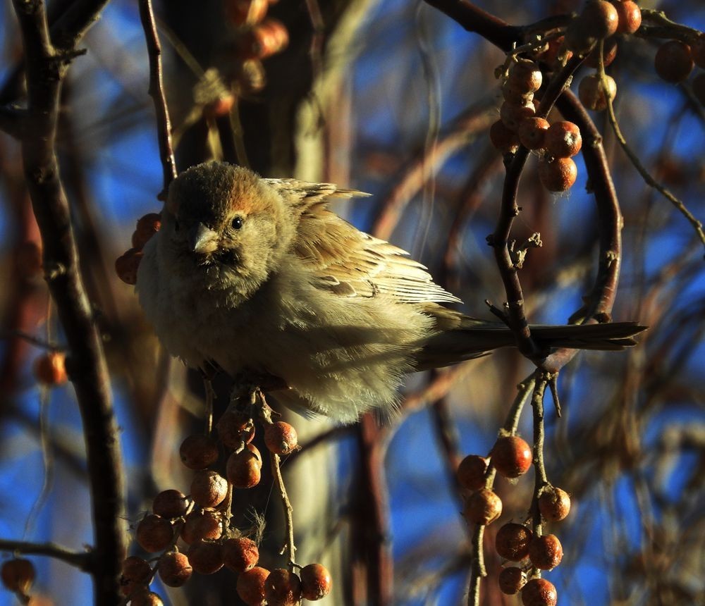 春节期间引领北京朋友在塔里木河与车尔臣河下游的生态猎奇（一）
