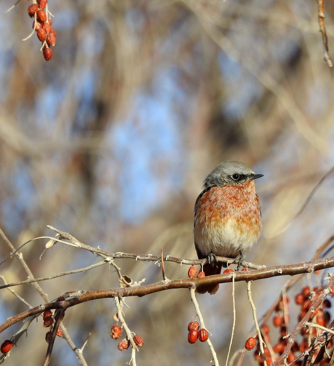 春节期间引领北京朋友在塔里木河与车尔臣河下游的生态猎奇（二）