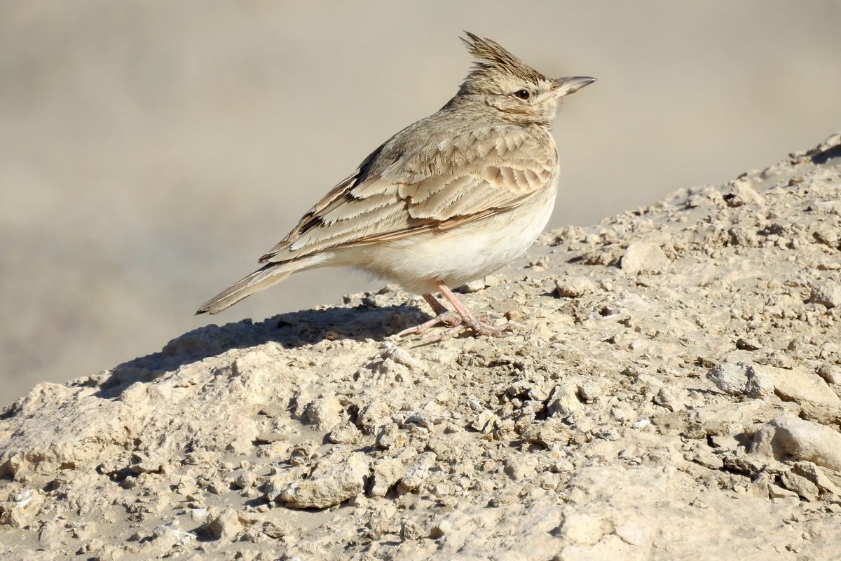 春节期间引领北京朋友在塔里木河与车尔臣河下游的生态猎奇（二）