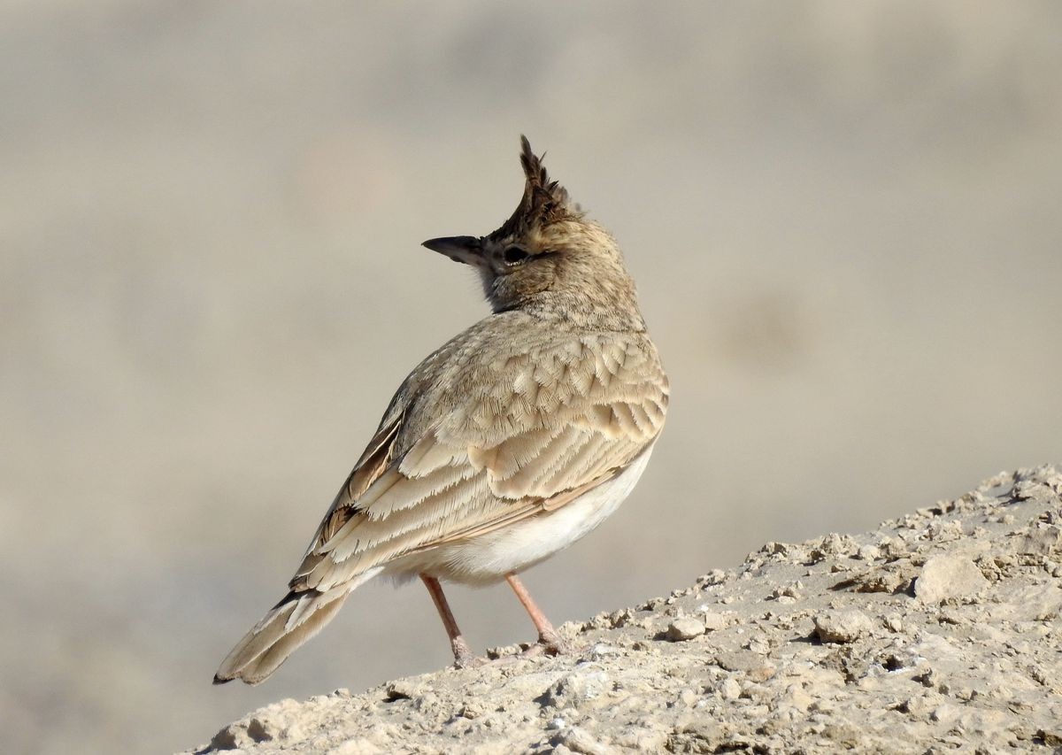 春节期间引领北京朋友在塔里木河与车尔臣河下游的生态猎奇（二）