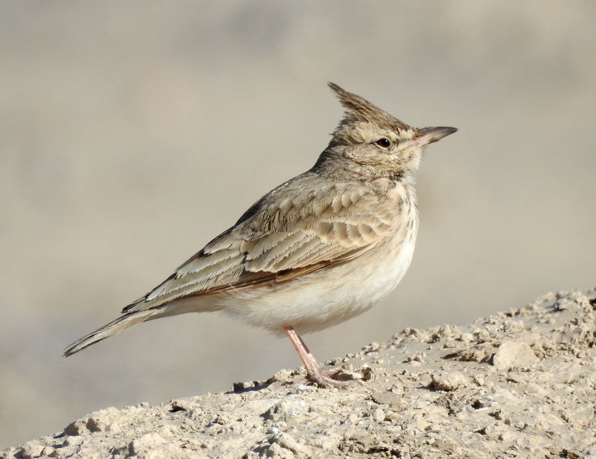 春节期间引领北京朋友在塔里木河与车尔臣河下游的生态猎奇（二）