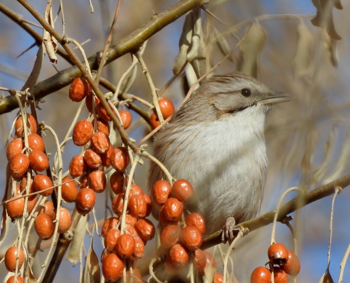 春节期间引领北京朋友在塔里木河与车尔臣河下游的生态猎奇（二）