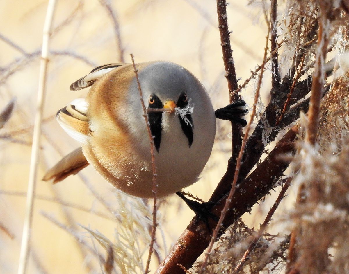 春节期间引领北京朋友在塔里木河与车尔臣河下游的生态猎奇（三）