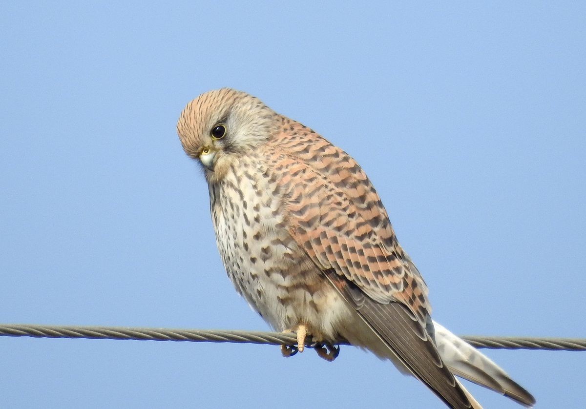 春节期间引领北京朋友在塔里木河与车尔臣河下游的生态猎奇（三）