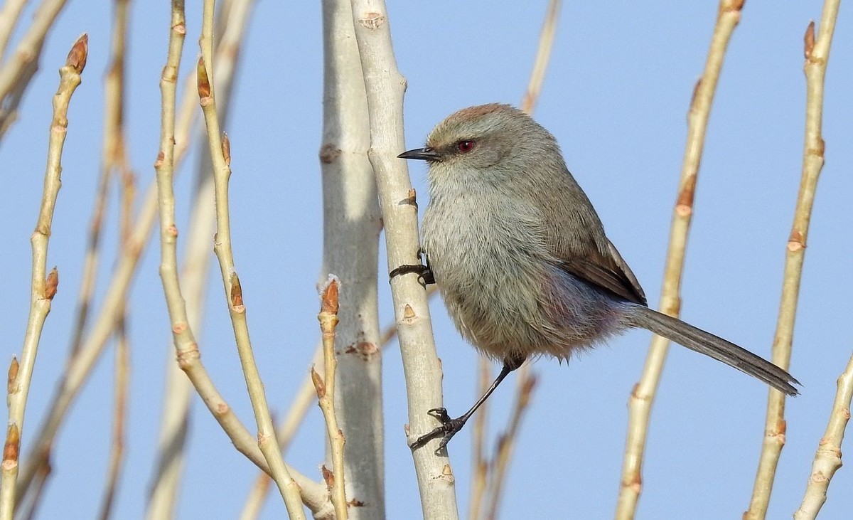 春节期间引领北京朋友在塔里木河与车尔臣河下游的生态猎奇（三）