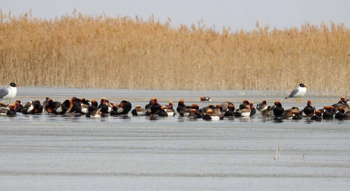 春节期间引领北京朋友在塔里木河与车尔臣河下游的生态猎奇（三）