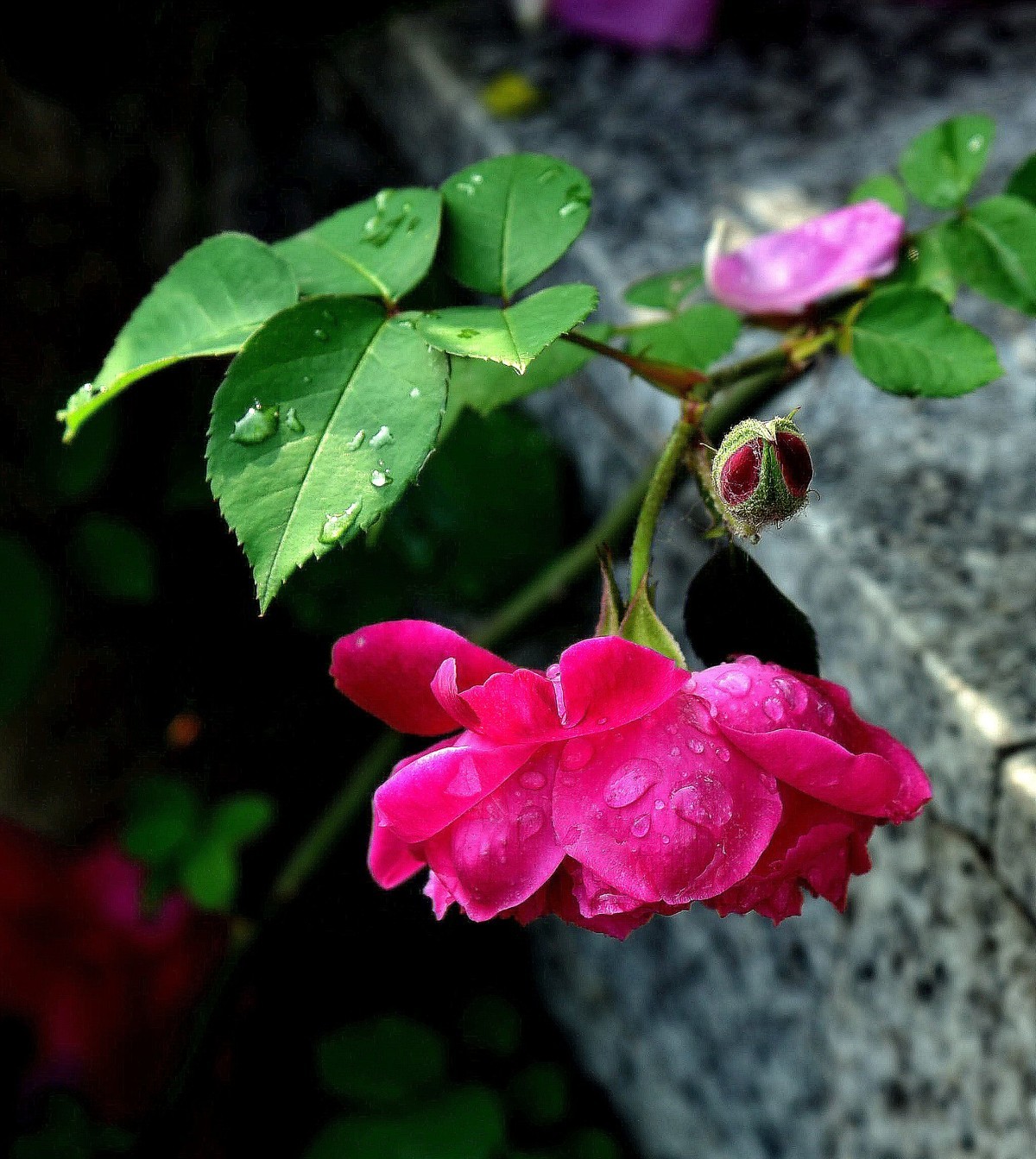 形容雨后花美的唯美图片