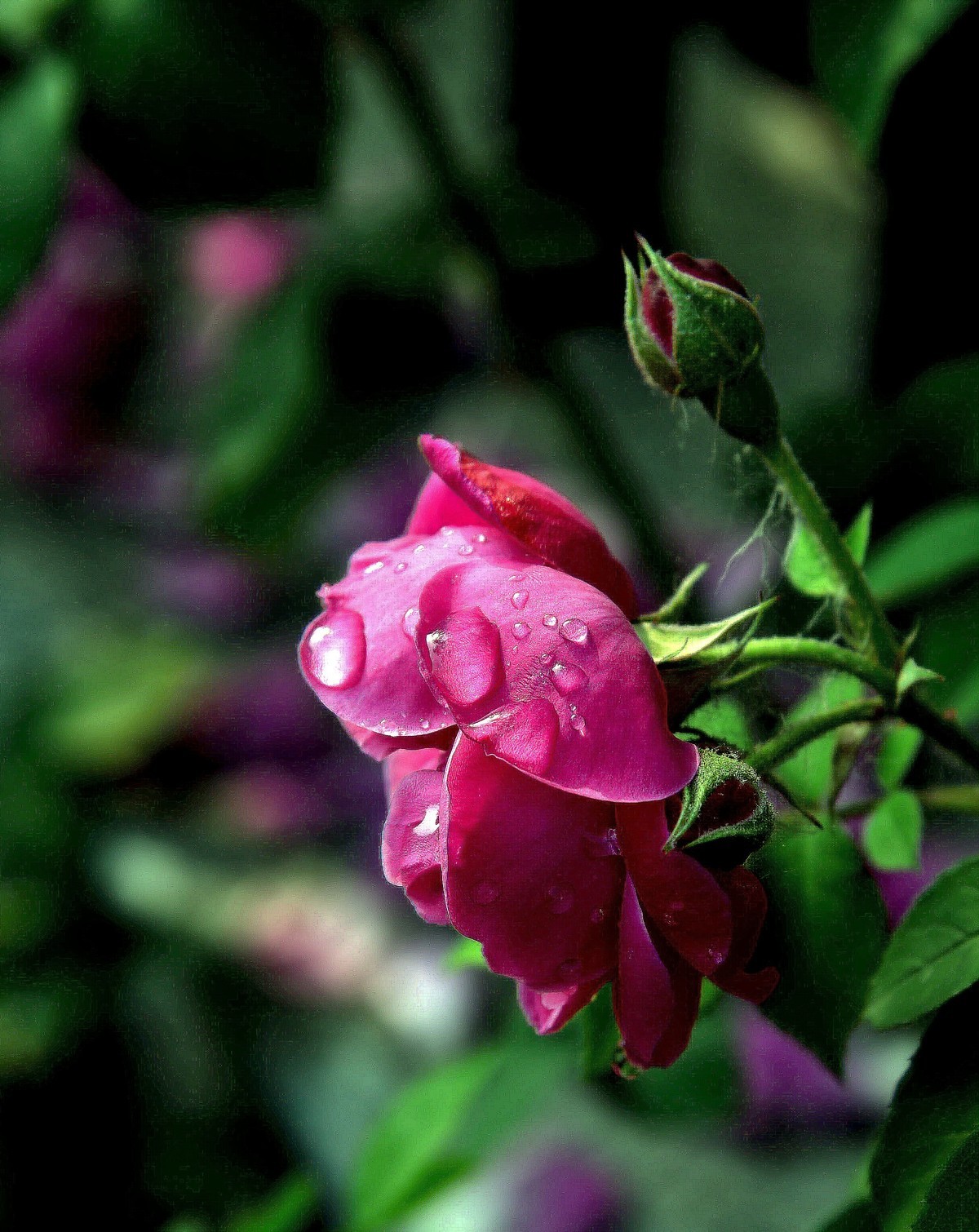 雨后的月季花