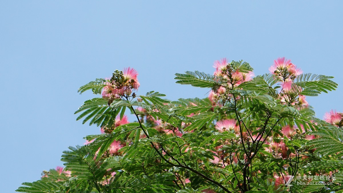 合歡花