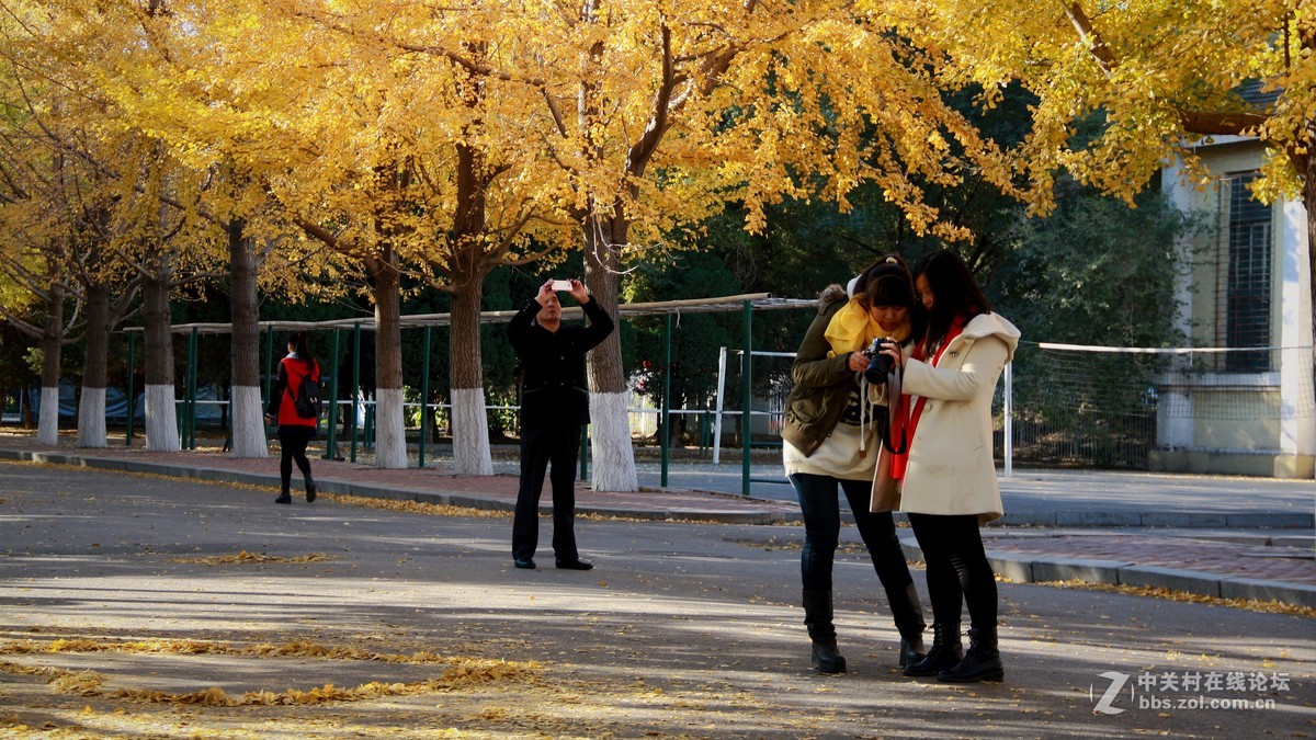 辽大校园银杏节-----2015.10.28日沈阳辽宁大学  随拍 习作 分享