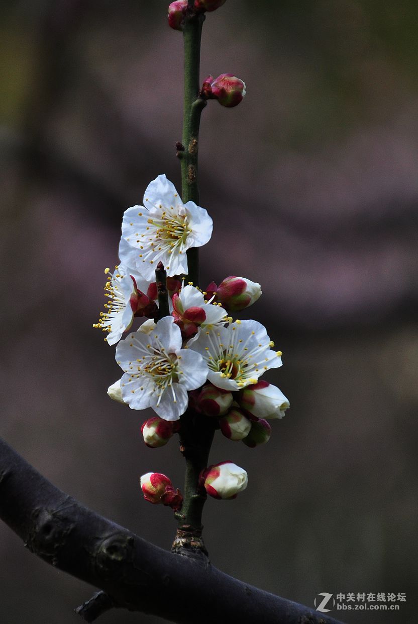 梅花2-中关村在线摄影论坛