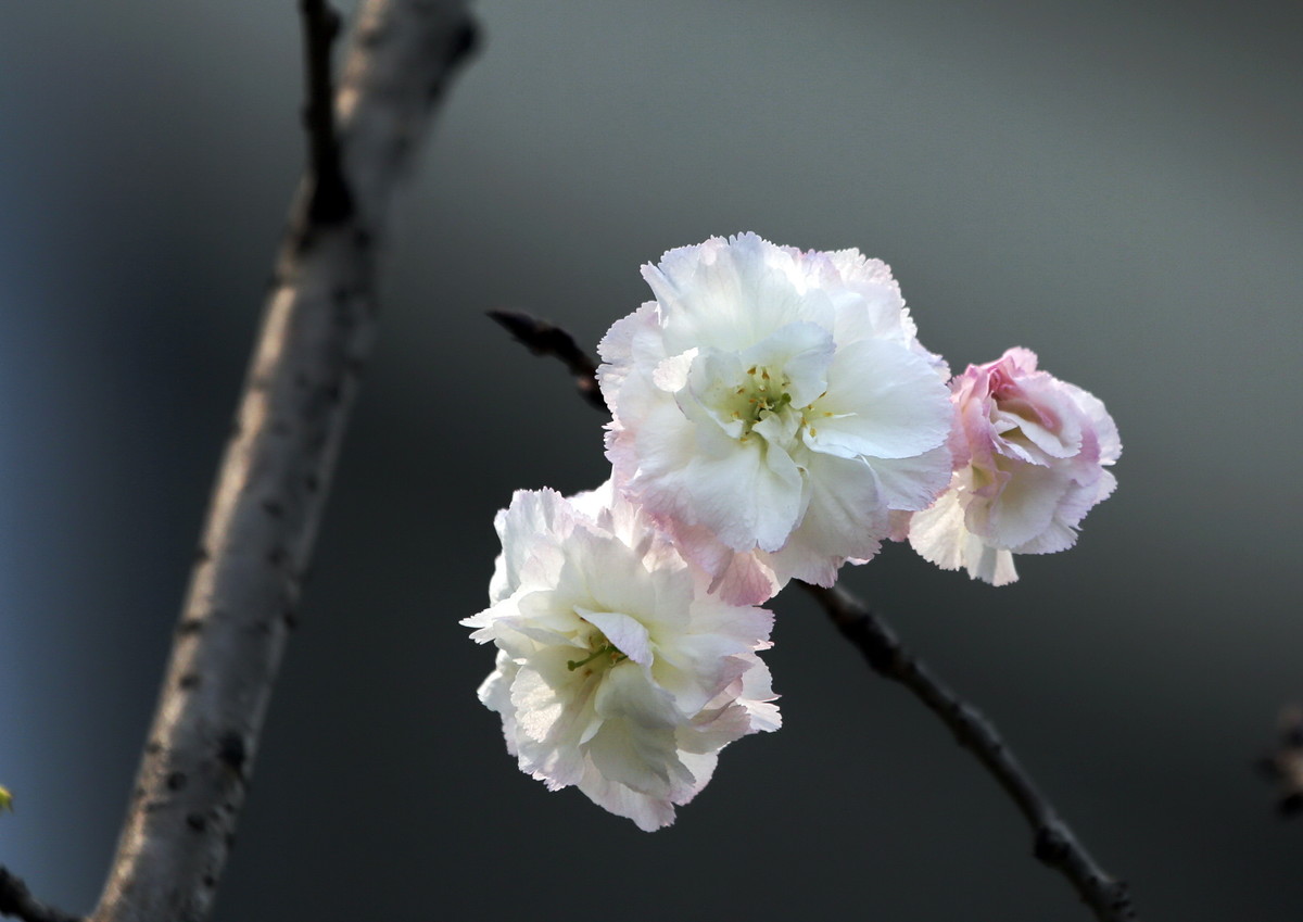 白樱花